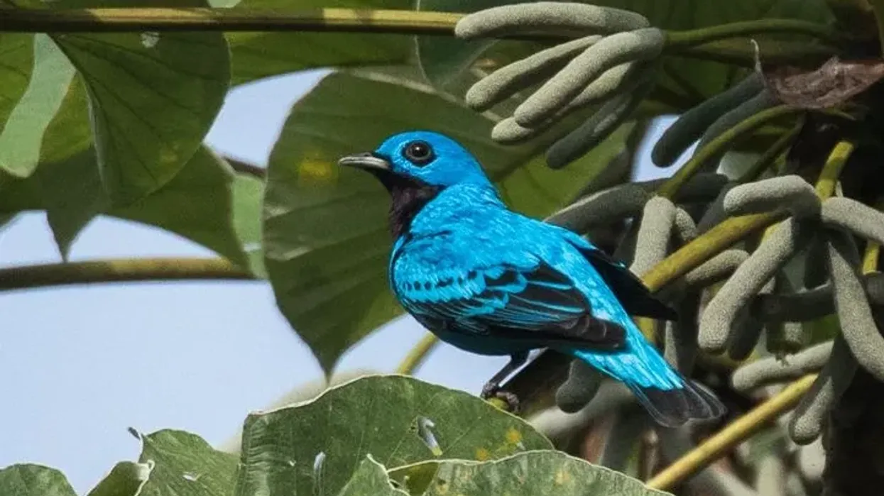 These blue cotinga facts are fascinating.