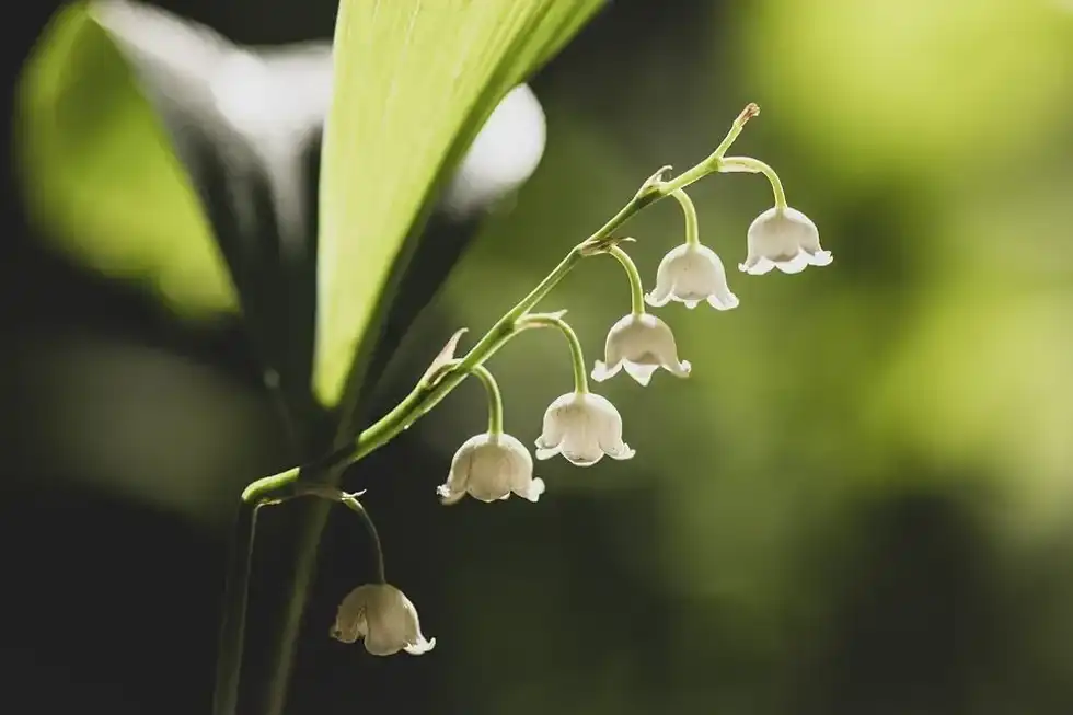 These botany facts are a must-know if you are a plant lover.