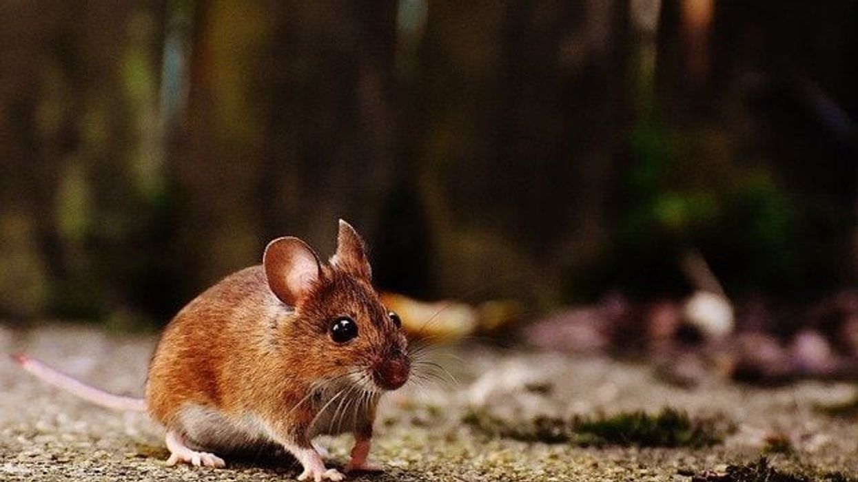 These cactus mouse facts will tell you all about their body size, litter size, and reproduction habits!
