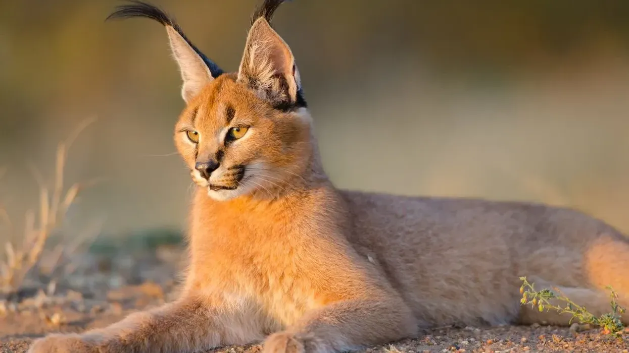 These Caracal facts for kids are educational as they deal!