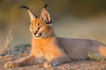 These Caracal facts for kids are educational as they deal!