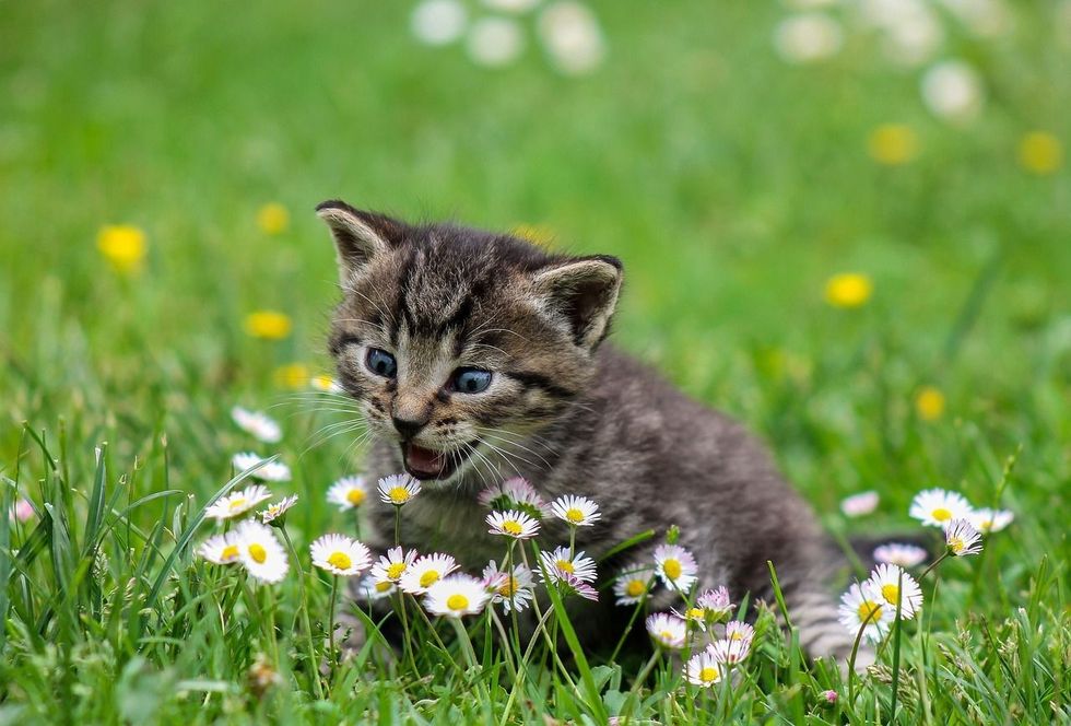 these cats puns are sure to leave you giggling