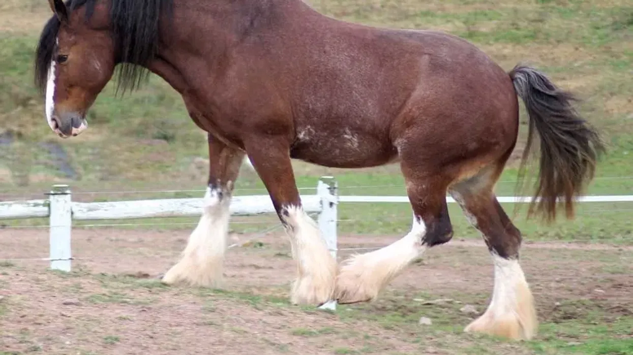 These Clydesdale facts are all about their usefulness in agriculture and for other purposes