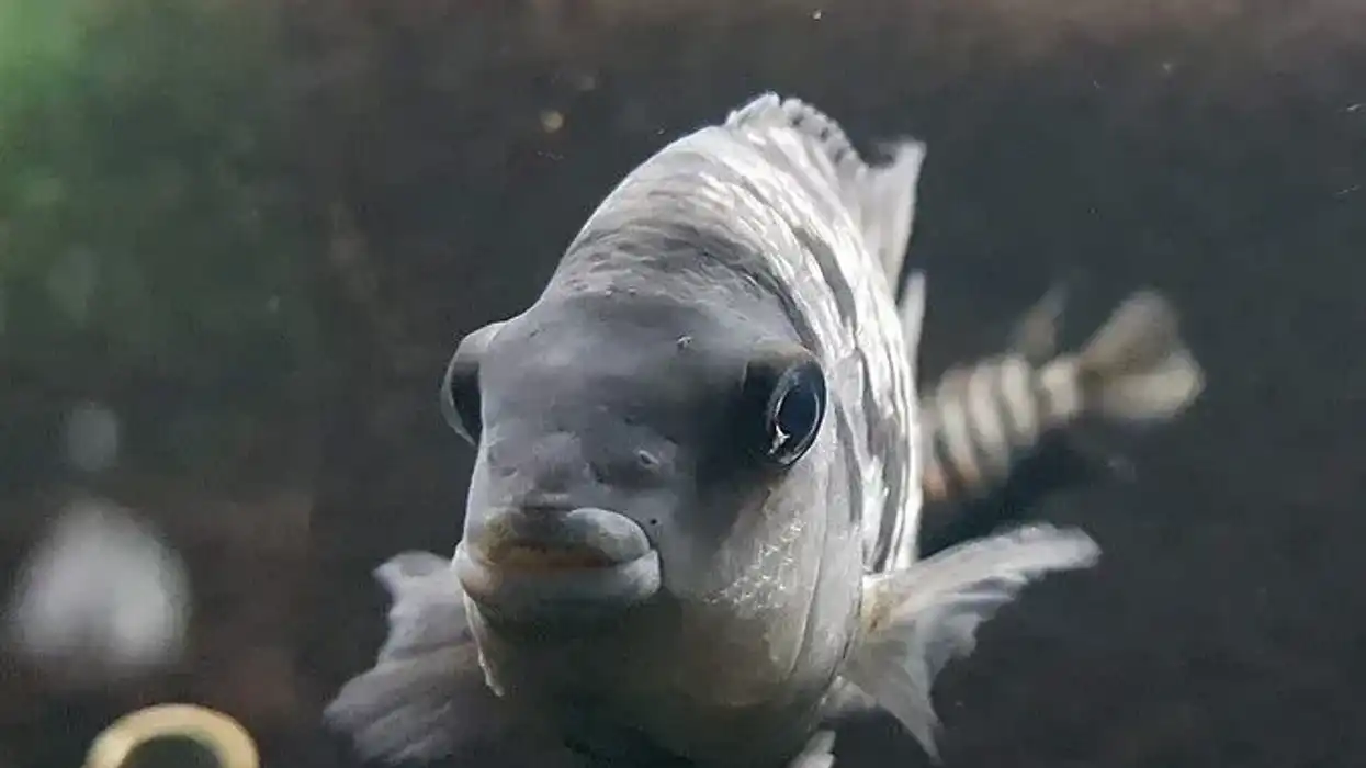 These Convict Cichlid facts will truly leave you surprised as they are such an interesting species