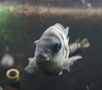 These Convict Cichlid facts will truly leave you surprised as they are such an interesting species