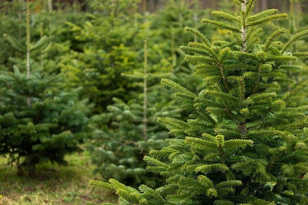 These Douglas fir tree facts are sure to transport you to Christmas time