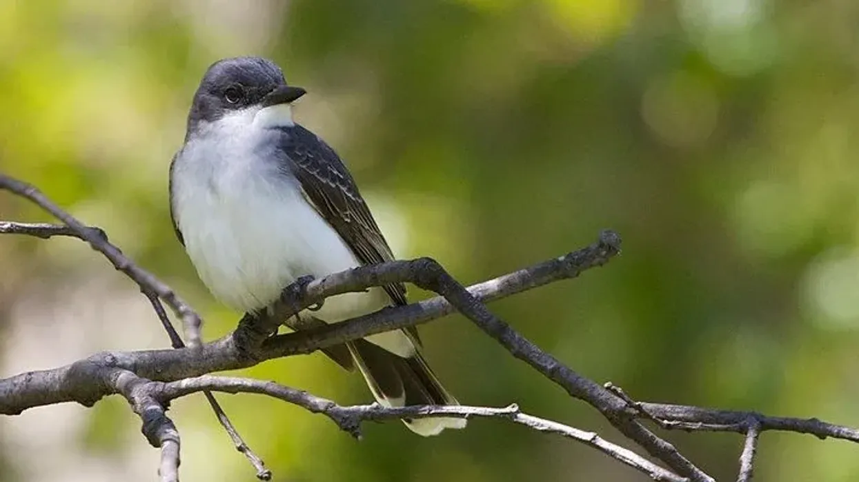 These Eastern Kingbird facts are bound to leave you feeling more knowledgeable than ever before