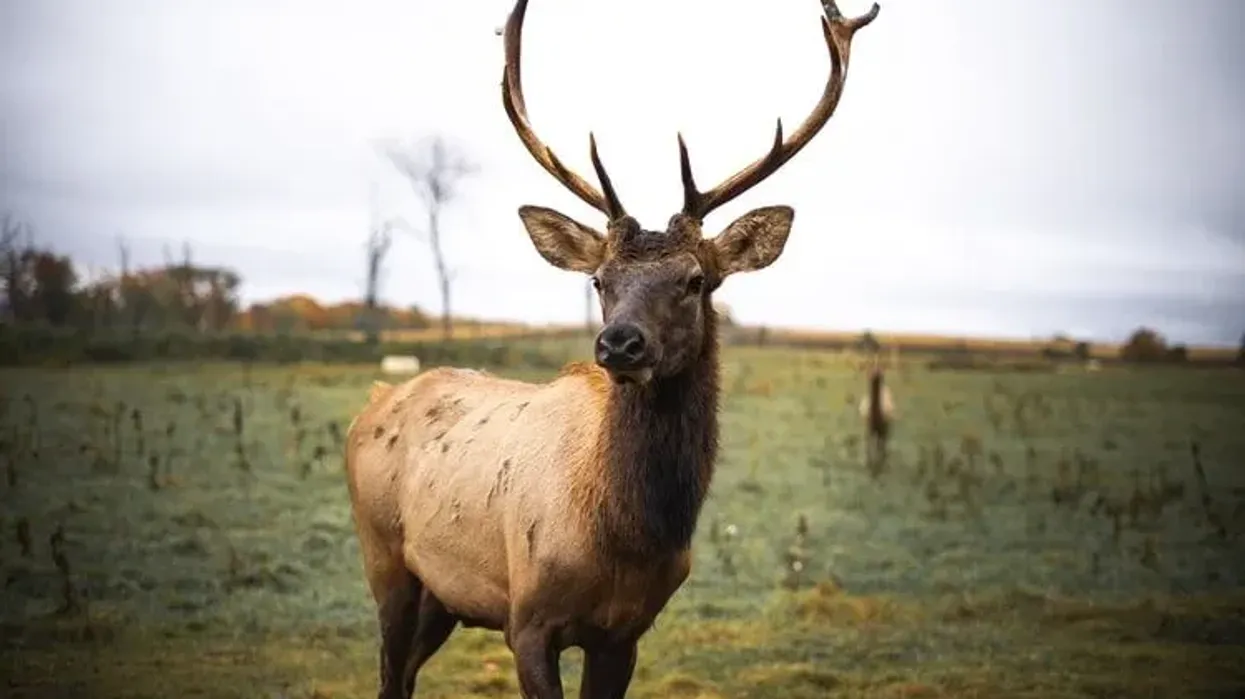 These Elk facts will help you know more about the North American Elk
