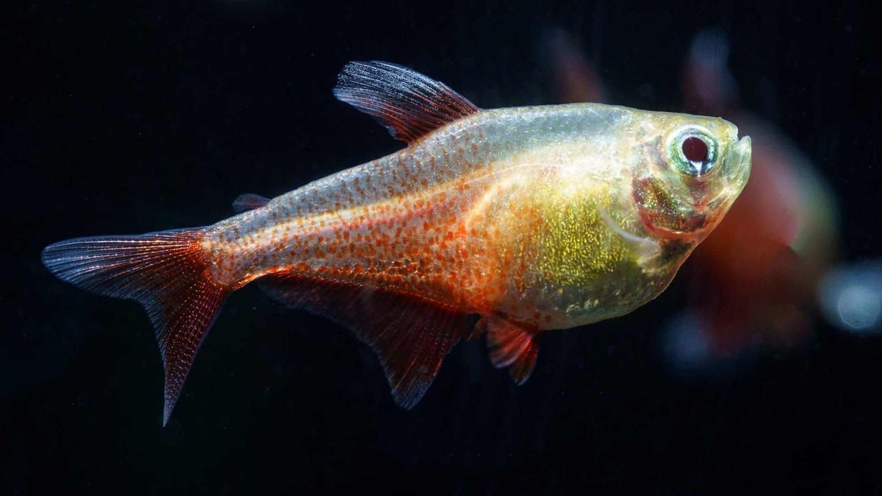 These flame tetra facts are about the fish found in coastal rivers around Rio De Janeiro