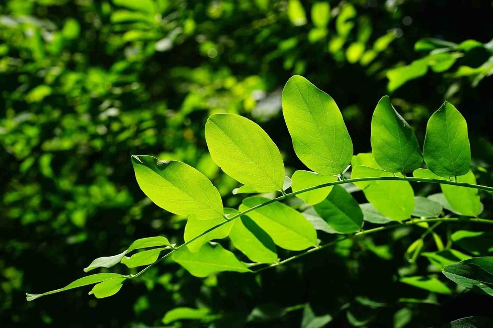 These flower bearing Acacia trees are known to be deciduous in nature.