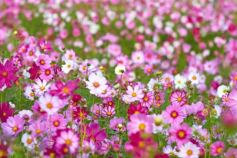 These flowers belong to the Asteraceae family