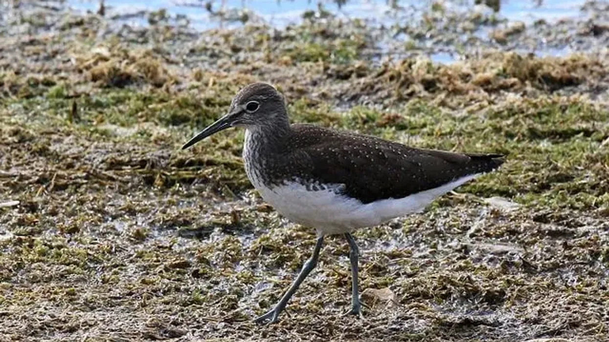 These Green Sandpiper facts will make any animal-lover want to know more!
