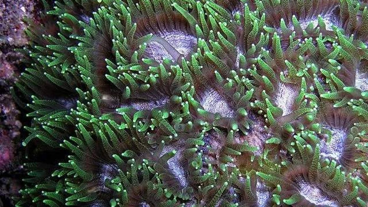 These hard coral facts will leave you awestruck!