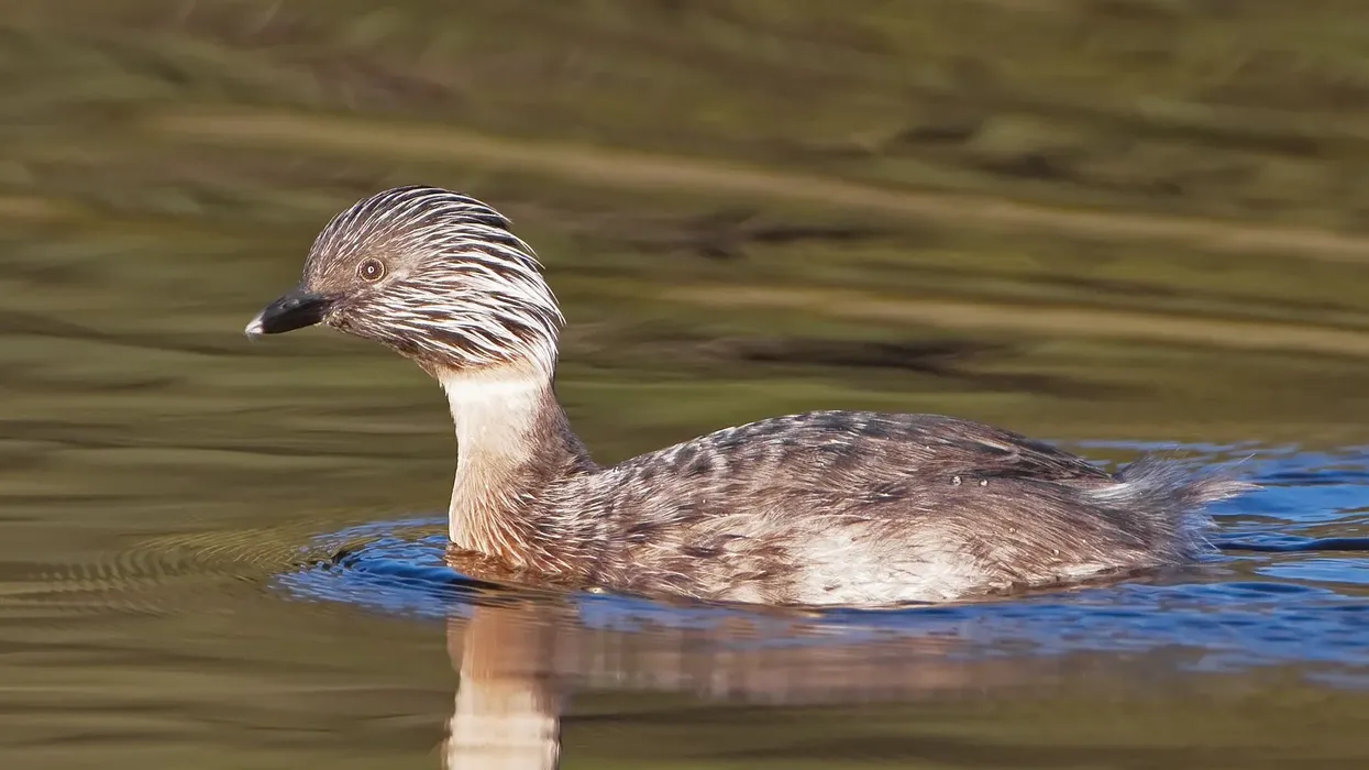 These hoary-headed grebe facts let you know about the species' love for loneliness.
