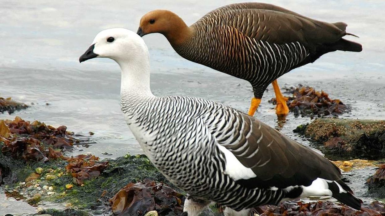 These incredible upland goose facts should not be overlooked.