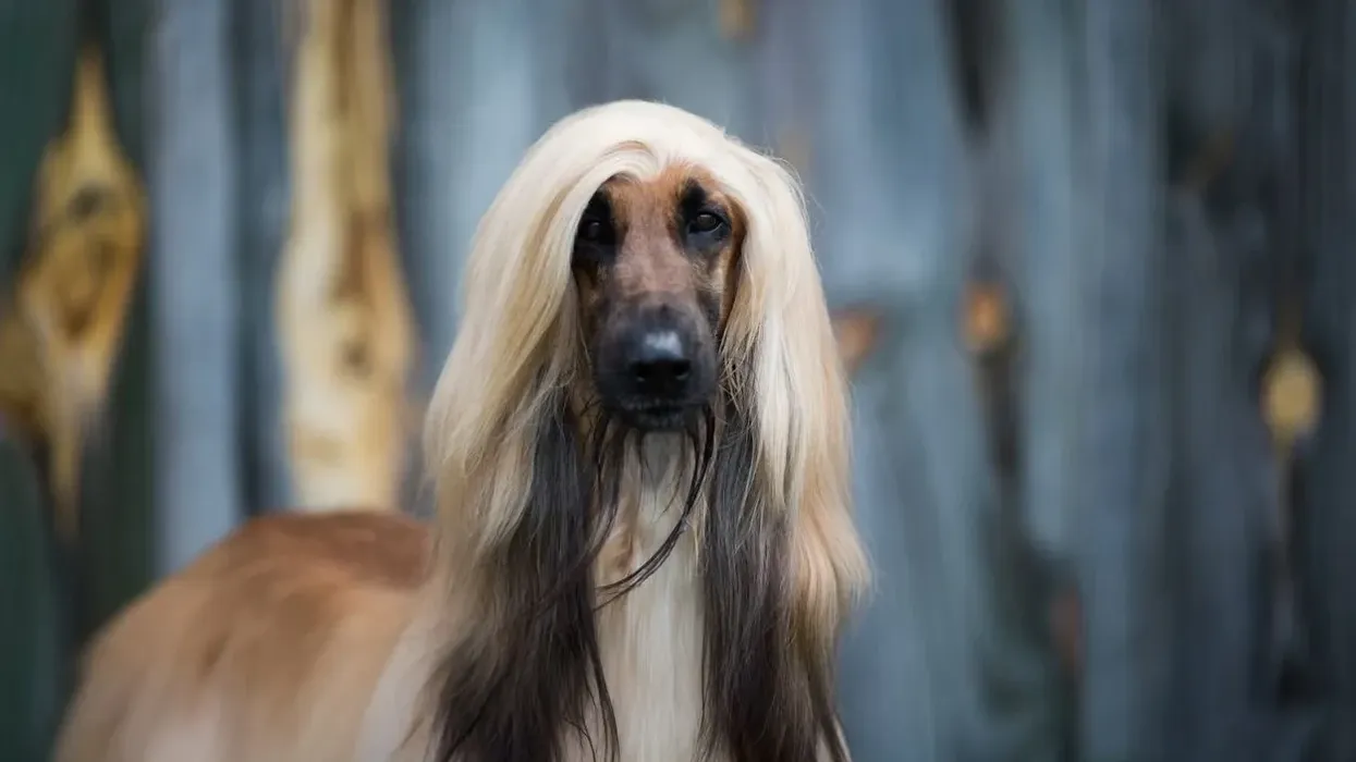 These interesting facts about Afghan hounds are perfect for kids.