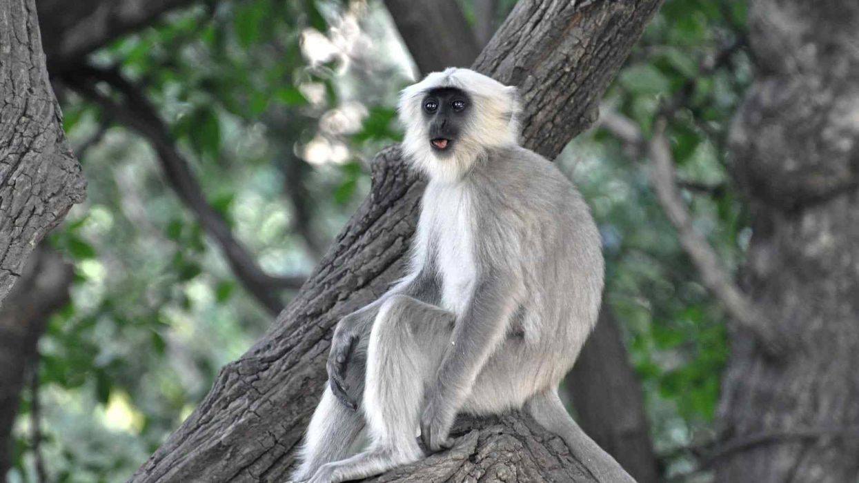 These langur monkey facts will amaze you.