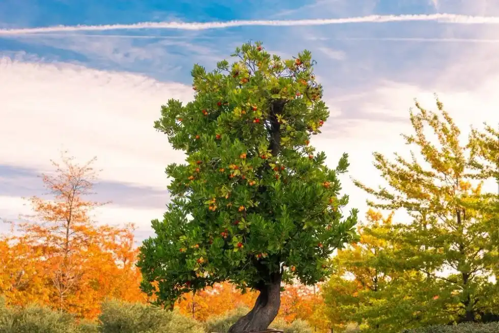 These madrone tree facts tell you it is found in northern California along with other regions of the northwestern part of the country.