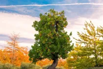 These madrone tree facts tell you it is found in northern California along with other regions of the northwestern part of the country.