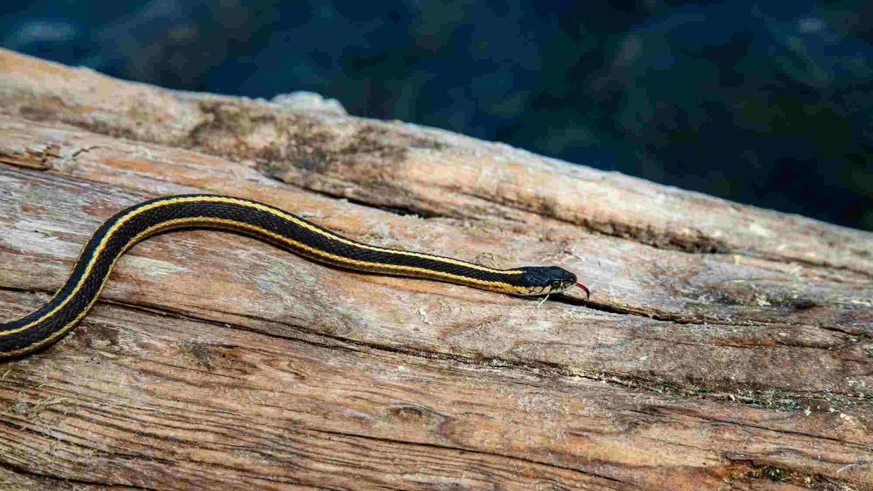 These mountain garter snake facts will tell you more about this harmless reptile.