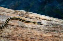 These mountain garter snake facts will tell you more about this harmless reptile.