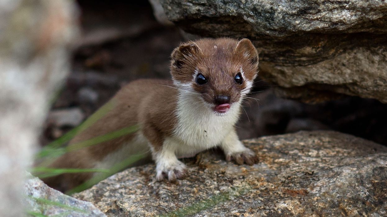 These mountain weasel facts will absolutely make you fall in love with this adorable animal! Make sure you read on and share with friends!