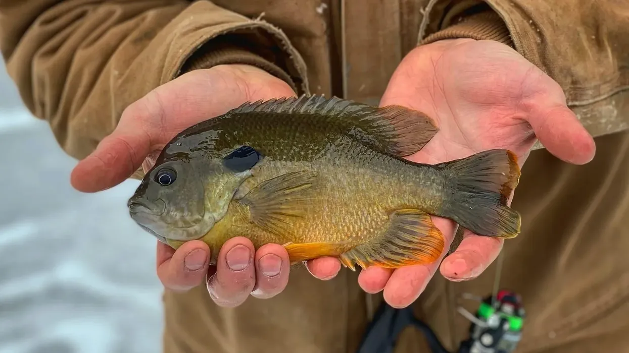 These mud sunfish facts are interesting.
