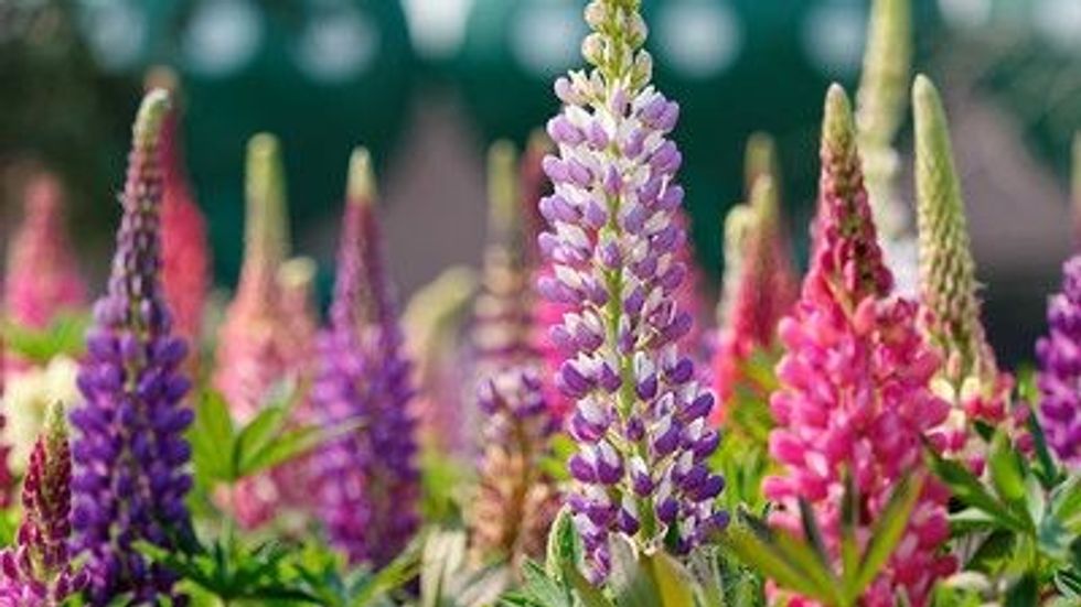 These native plants especially are seen at the meadows of western North America.