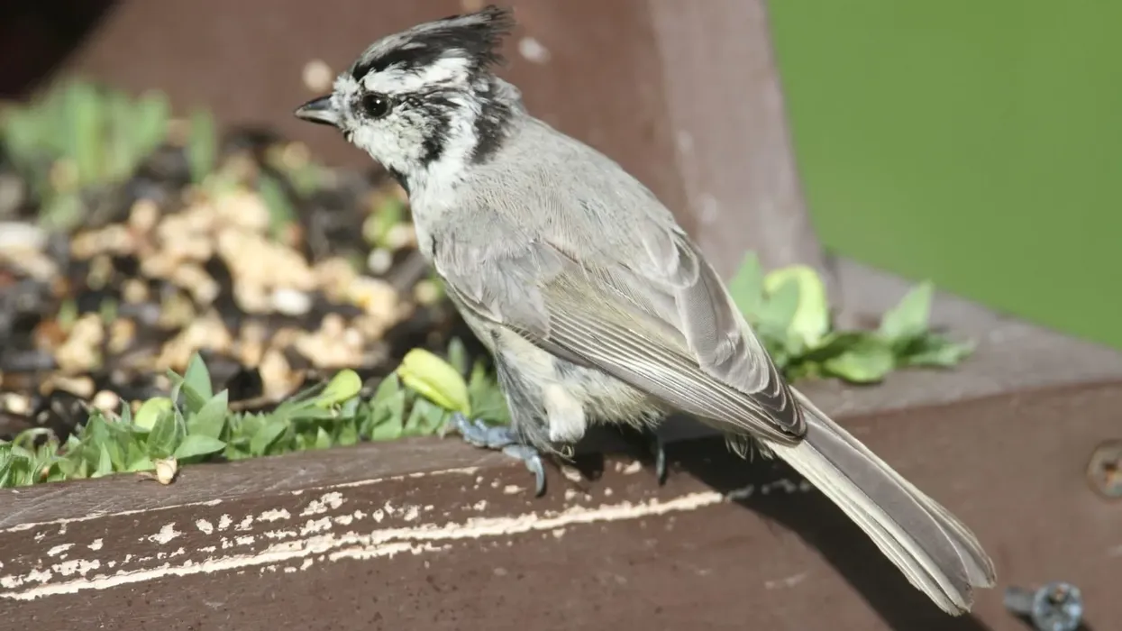 These North American bridled titmouse facts are endearing to read.
