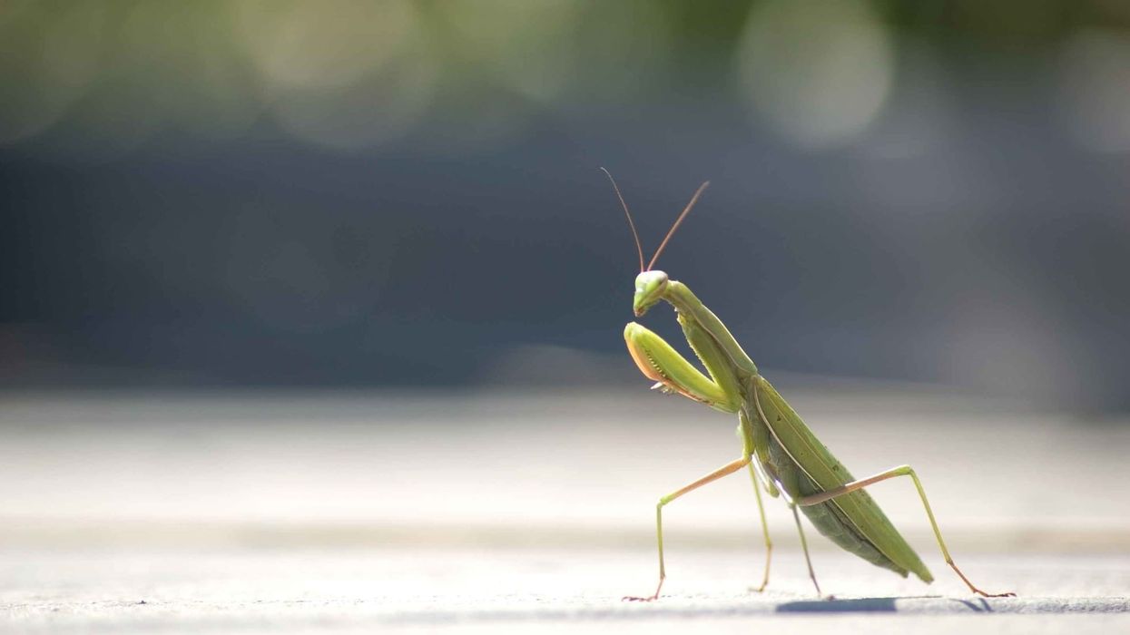 These Praying Mantis facts symbolize their prominence.