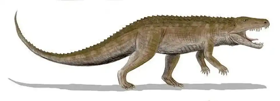 These rare Ornithosuchus facts will make you love this reptile.
