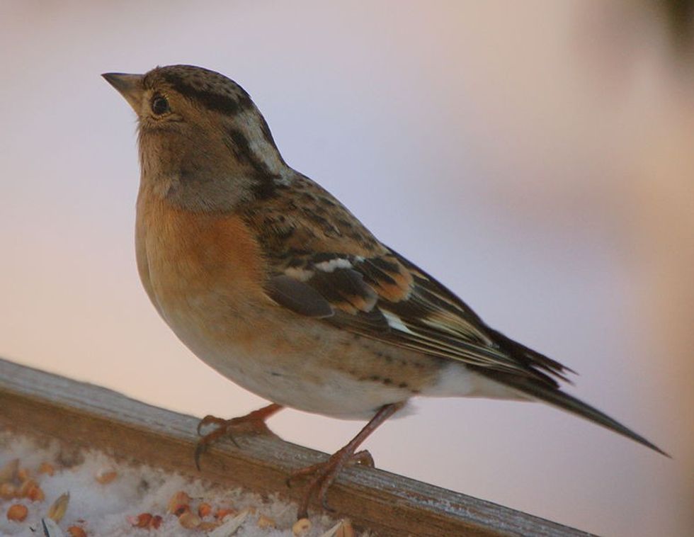 Fun Brambling Bird Facts For Kids 