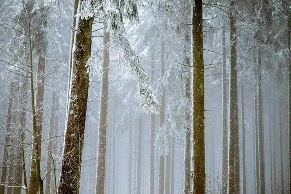 These rimu tree facts offer information about the majestic evergreen that is found in the forests of New Zealand