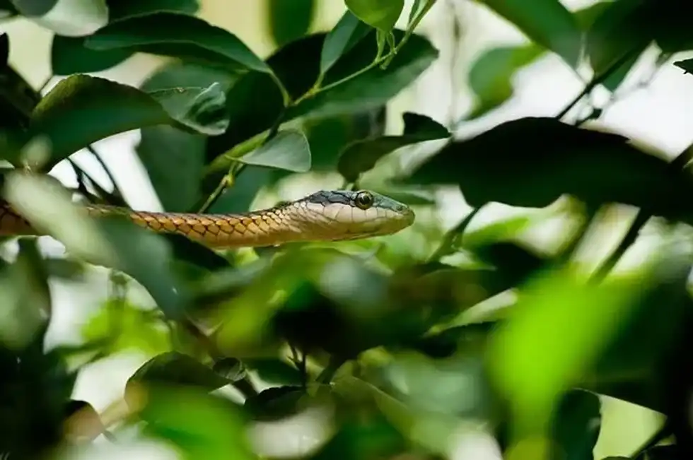 These Snake Island Brazil facts are really informative for students.