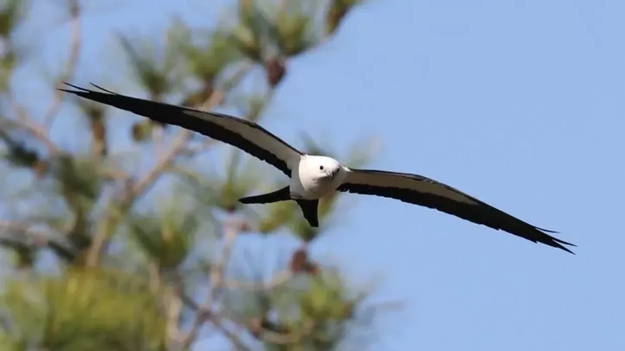 These Swallow-Tailed Kite facts exemplify the beauty of this fine raptor species.