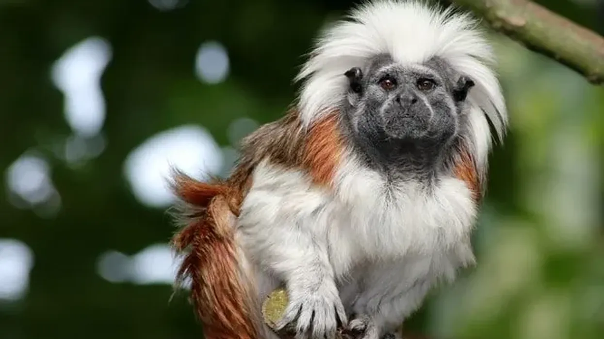These tamarin monkey facts will help you know more about the tamarin monkey pet