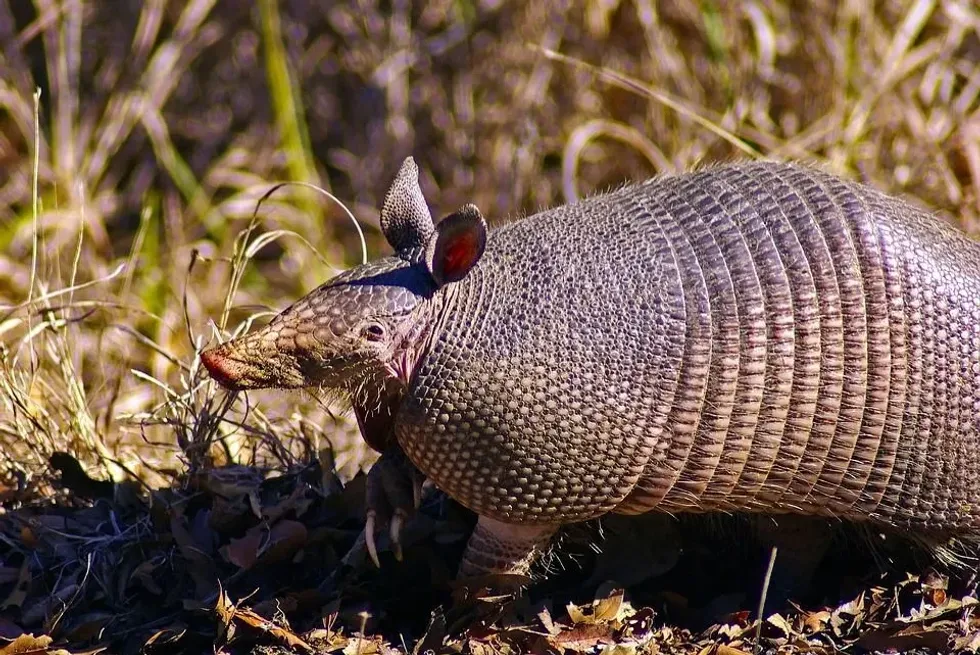 These Texas armadillo facts will tell you all you need to know about this animal and why it lives in a burrow!