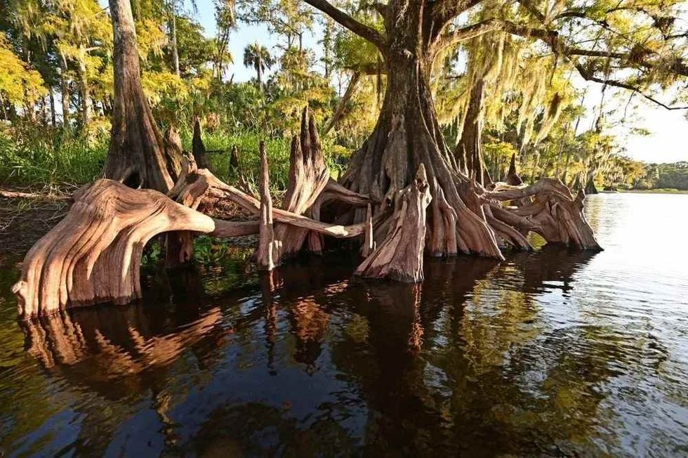 These tree species thrive in areas that are harbored