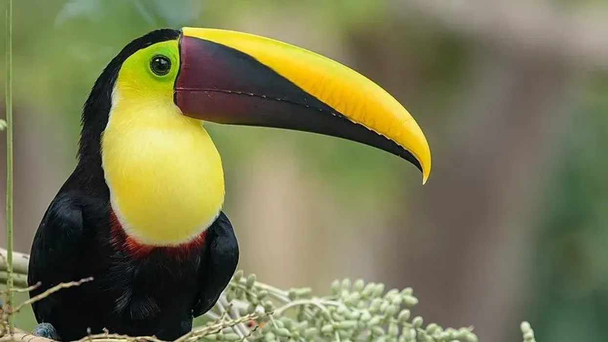 These yellow-throated toucan facts are about the bird that has three subspecies.