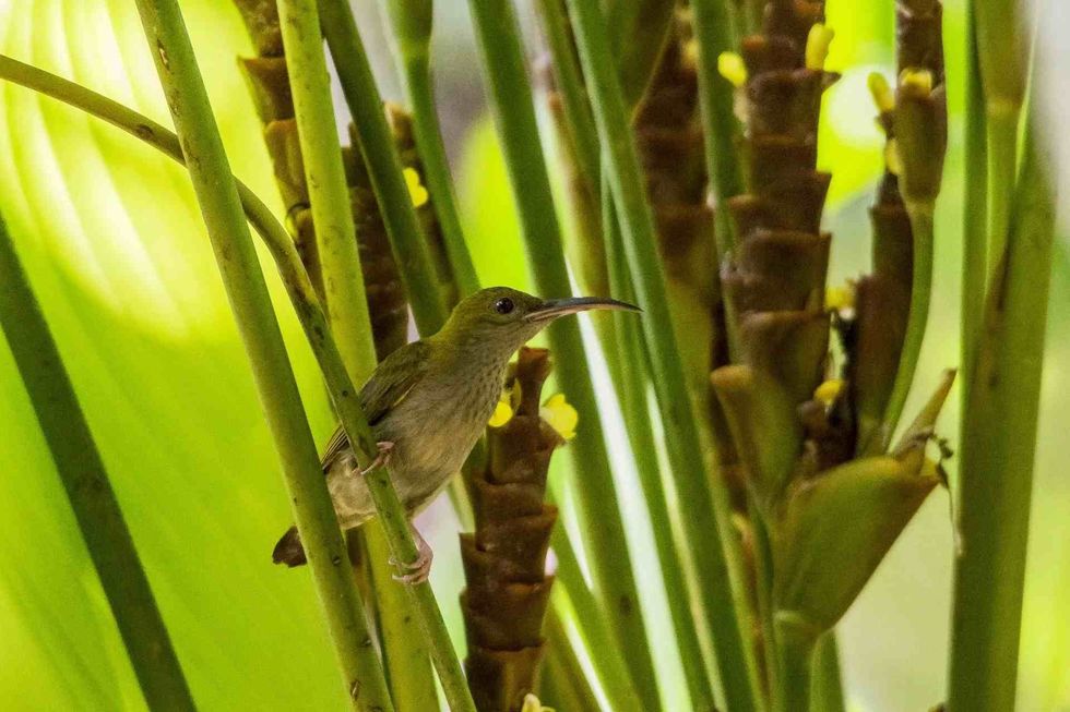 Fun Little Spiderhunter Facts For Kids 