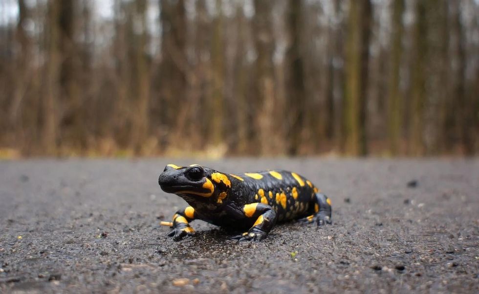 They differ from mammals and other endotherms
