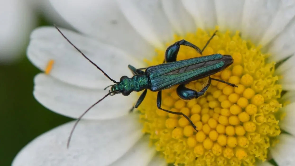 Thick-legged Flower beetle facts are fascinating.