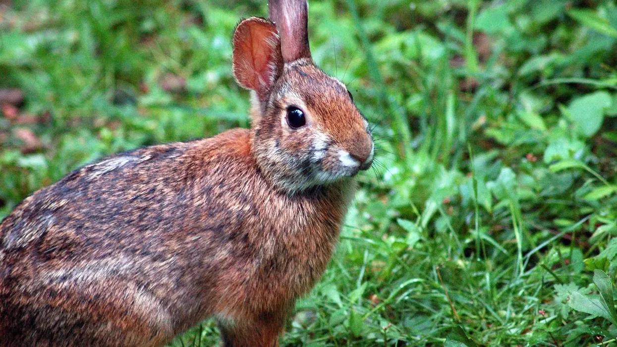 This article contains interesting Appalachian cottontail facts.