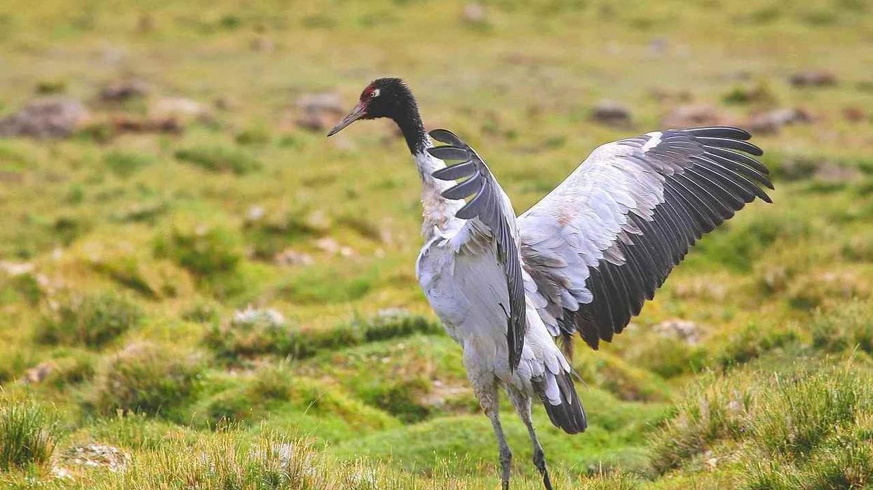 This article has interesting black necked crane facts