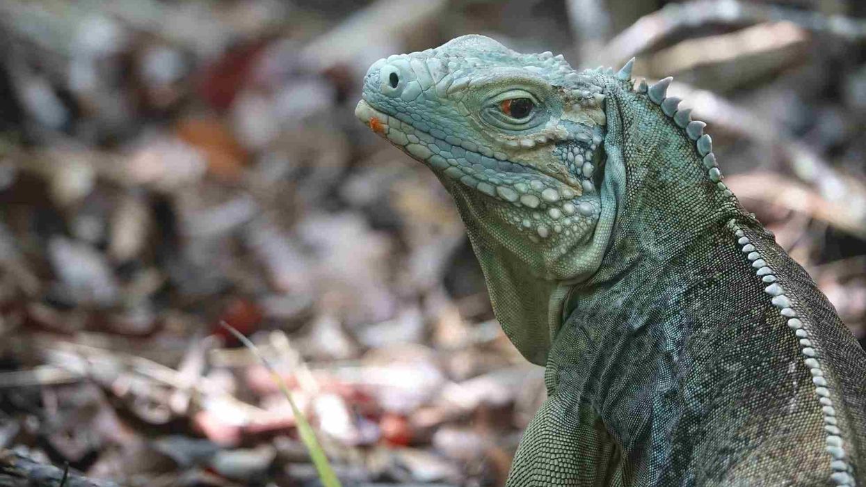 This article has some interesting blue iguana facts.