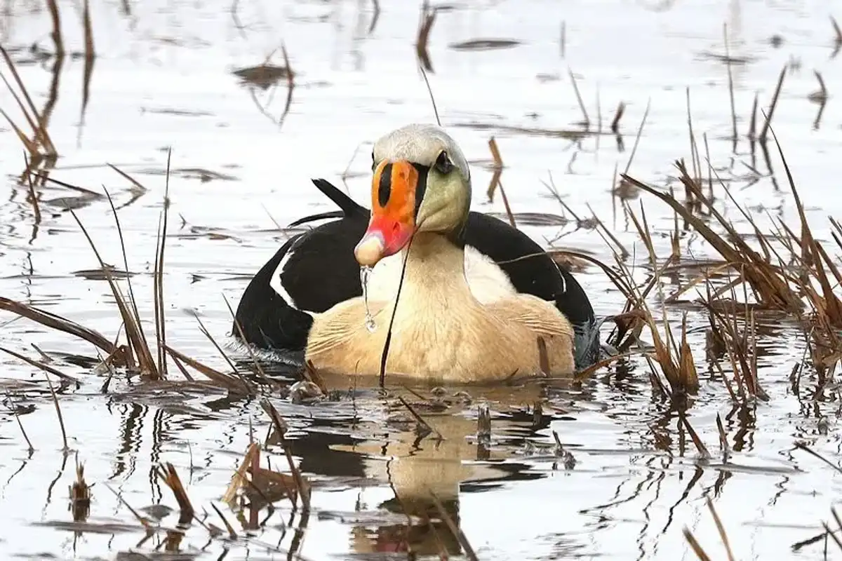 This article is full of great king eider facts.