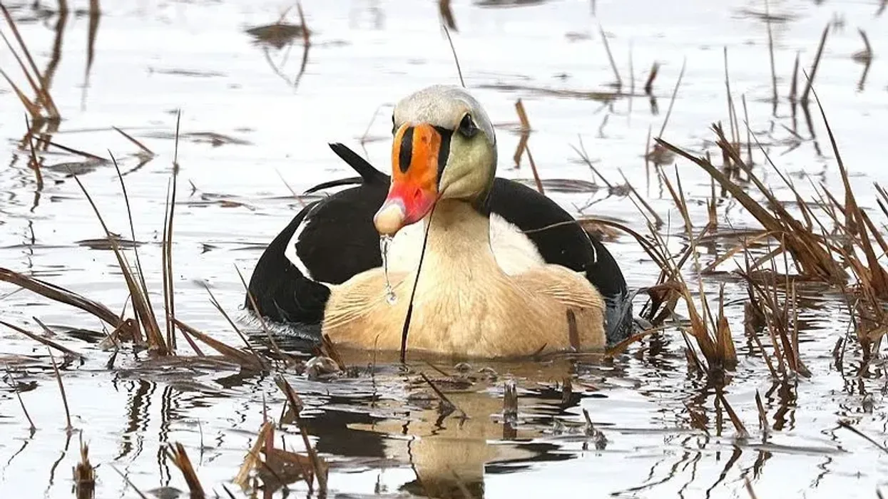 This article is full of great king eider facts.
