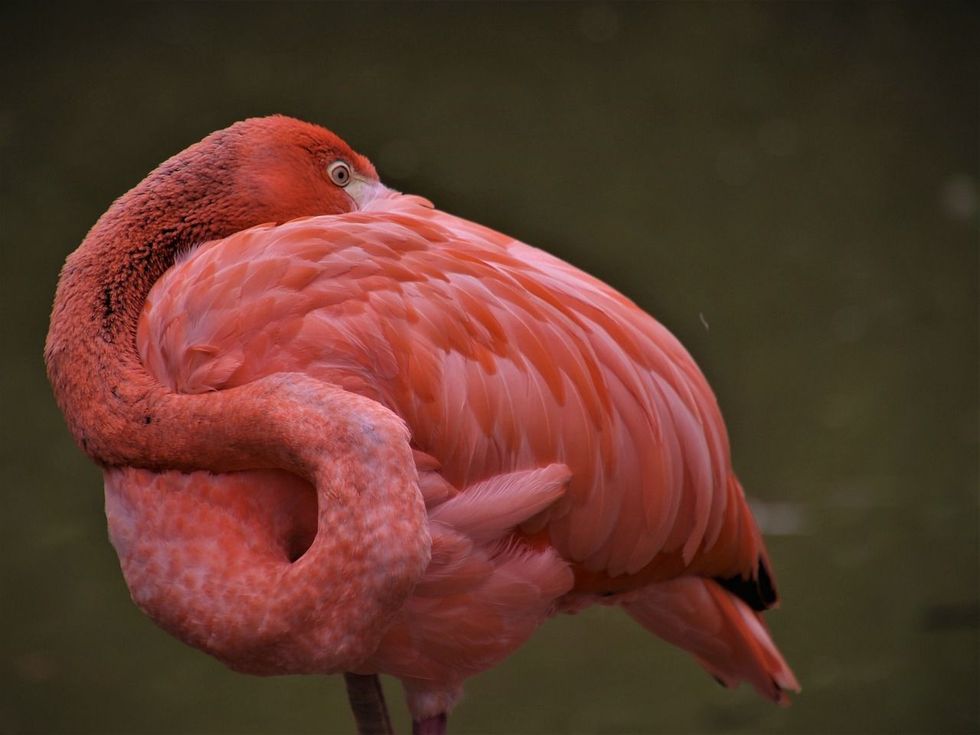 National Pink Flamingo Day Kidadl