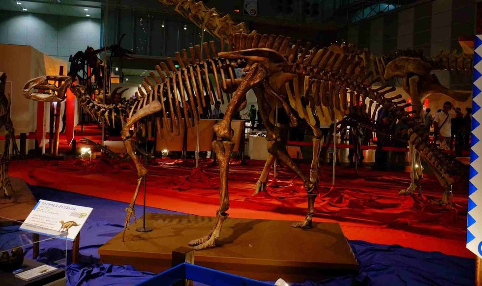 This dinosaur genus fossil is known as a partial skull