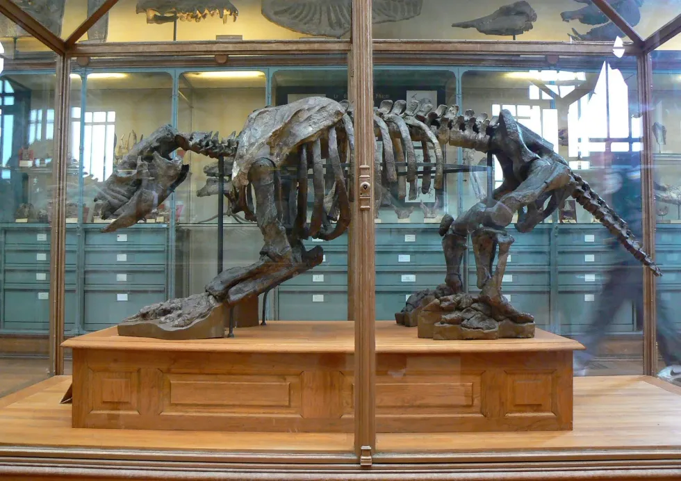 This dinosaur had a head that was similar in appearance to that of an ant-eater. Continue reading to discover more interesting Scelidotherium facts that are sure to keep you hooked!